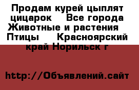 Продам курей цыплят,цицарок. - Все города Животные и растения » Птицы   . Красноярский край,Норильск г.